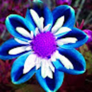 Meet your Posher, Hope